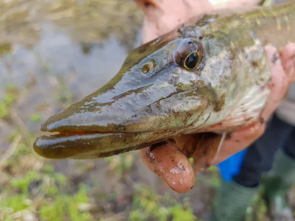 El lucio en las manos del pescador —  Fotos de Stock