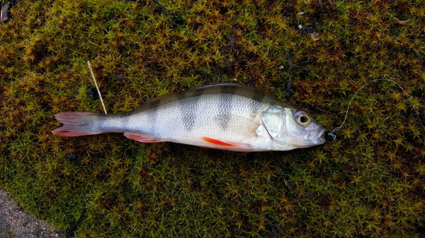 Kalastus pyörivällä talvella. Saalis pyörii. Kala tarttui maahan. Ahven joen rannalla, saalis . — kuvapankkivalokuva