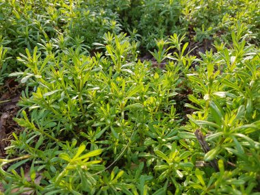 Yeşil bitki. Doğal arka plan