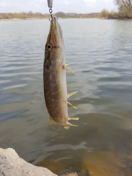 Pike atrapado en wobbler. Pesca en el lago —  Fotos de Stock