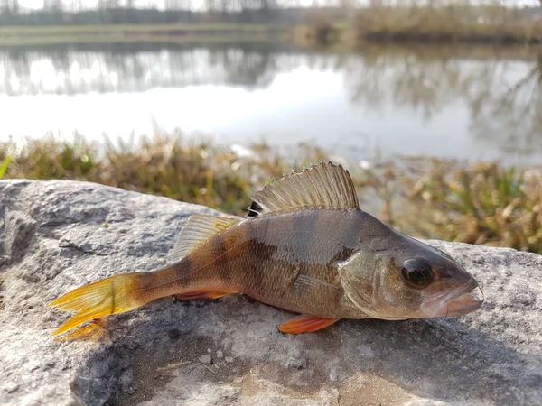 Gestreifter Fisch in Stein — Stockfoto