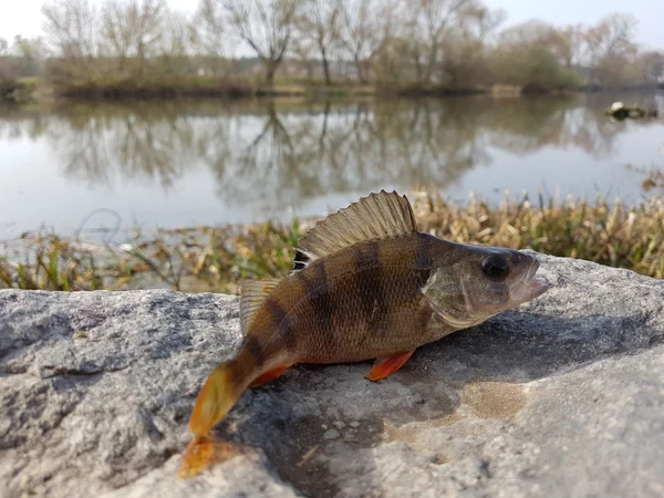 Pescado rayado en piedra —  Fotos de Stock