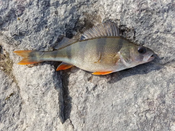 Gestreifter Fisch in Stein — Stockfoto
