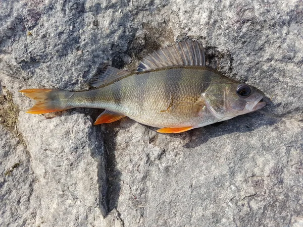 Gestreifter Fisch in Stein — Stockfoto