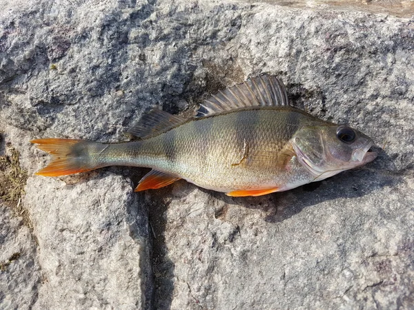 Gestreifter Fisch in Stein — Stockfoto