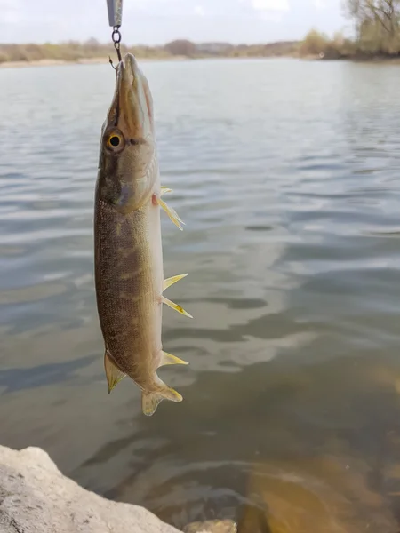 Pike atrapado en wobbler. Pesca en el lago —  Fotos de Stock