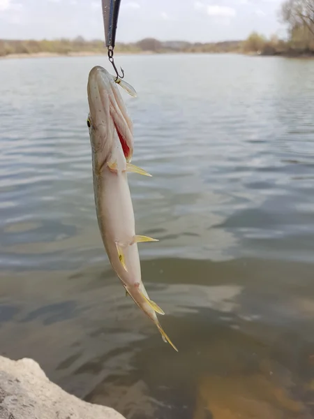 Pike ha beccato Wobbler. Pesca sul lago — Foto Stock