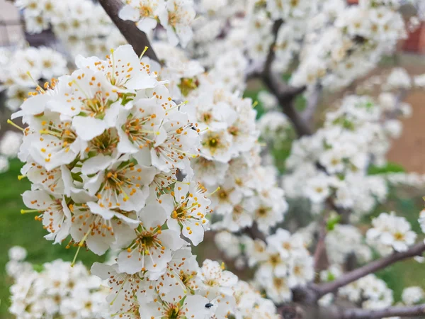 Cerejeira florida. Primavera . — Fotografia de Stock