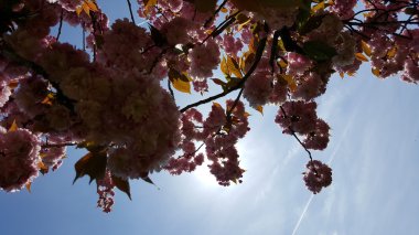 Kiraz çiçekleri. Doğanın güzelliği.