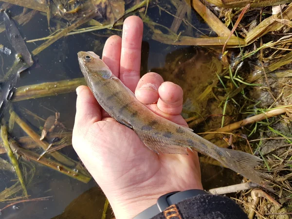 Small zander in hand — Stock Photo, Image