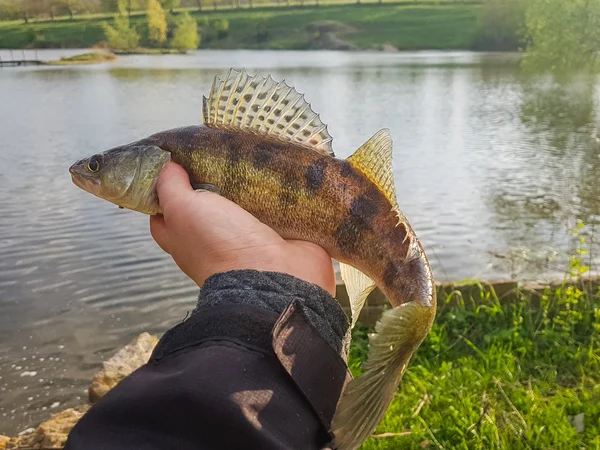 Zander in der Hand. Freizeit. — Stockfoto