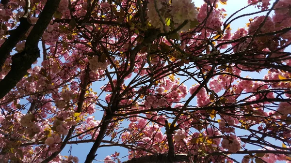 Flores de cerezo. Belleza de la naturaleza . — Foto de Stock