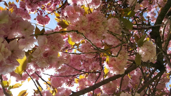 Flores de cerejeira. Beleza da natureza . — Fotografia de Stock