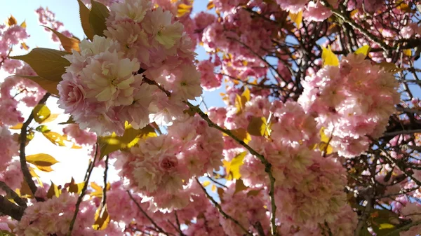 Flores de cerejeira. Beleza da natureza . — Fotografia de Stock