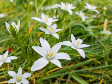 Çiçekler. Doğanın güzelliği.