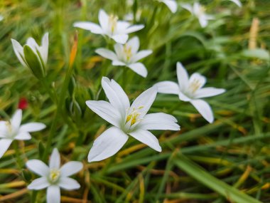 Çiçekler. Doğanın güzelliği.