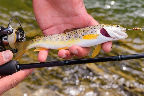 Un pescatore catturato trota sul fiume di montagna — Foto Stock