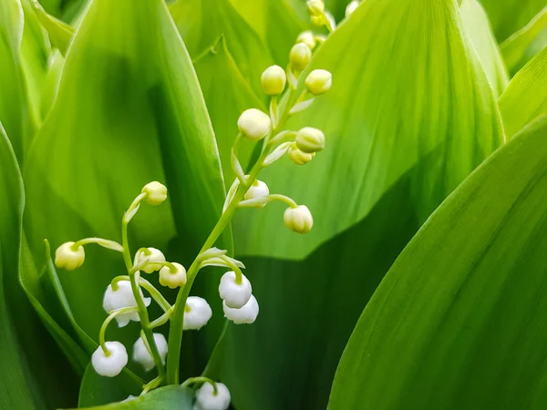 Lilies of the valley — Stock Photo, Image