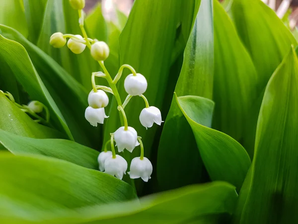 Lys de la Vallée — Photo