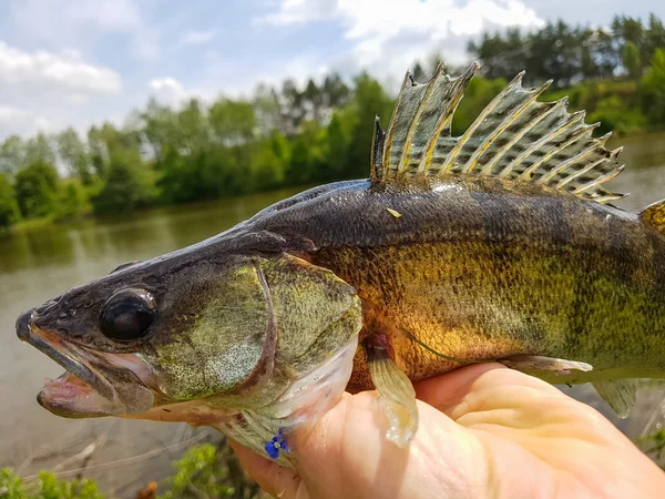 Fischerei. Zander in der Hand des Fischers. — Stockfoto