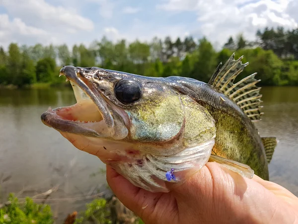 Fishing. Zander  in the hand of the fisherman. — Stock Photo, Image