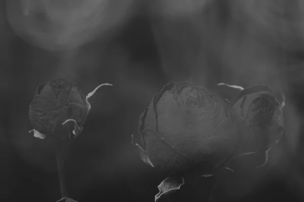 Ξηρό τριαντάφυλλο στη δημιουργική φωτογραφία καπνό, μαύρο και άσπρο — Φωτογραφία Αρχείου