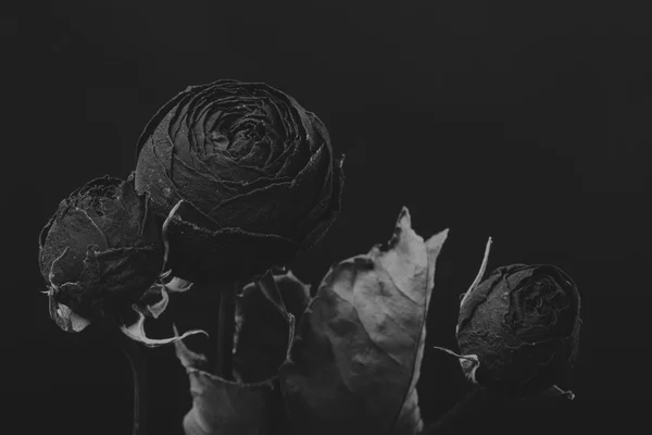 Rosa seca en el humo, foto creativa en blanco y negro —  Fotos de Stock