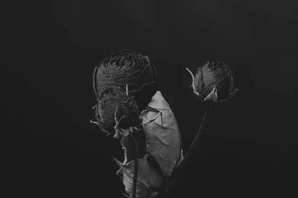Суха троянда в диму, чорно-біле творче фото — стокове фото