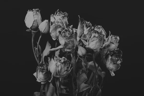 Rosa seca na fumaça, foto criativa em preto e branco — Fotografia de Stock