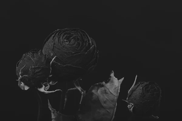 Rose sèche dans la fumée, photo créative noir et blanc — Photo