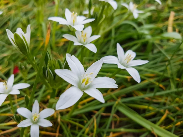 Blommor. Naturens skönhet. — Stockfoto