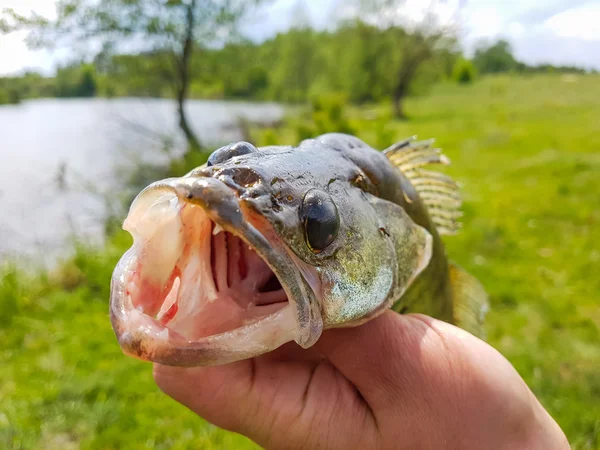 Fiske. Gös i räcka av fiskaren. — Stockfoto