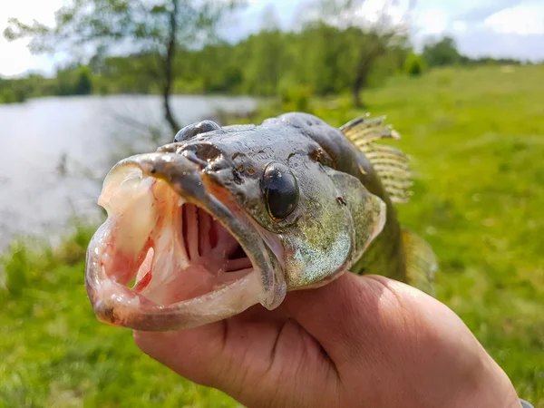 Pesca. Zander nelle mani del pescatore . — Foto Stock