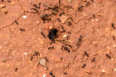 Siyah karıncalar yerde.