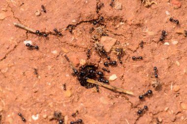 Siyah karıncalar yerde.