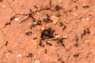 Siyah karıncalar yerde.