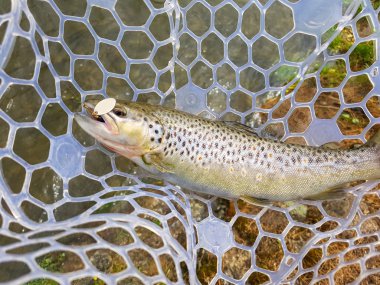 Gökkuşağı alabalığı açılış net