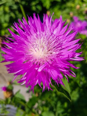 Bir arı çiçek peygamber çiçeği pollinates