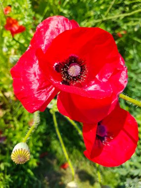 Bahçe yakın çekim büyük haşhaş