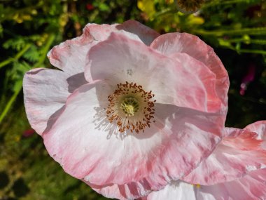 Bahçe yakın çekim büyük haşhaş