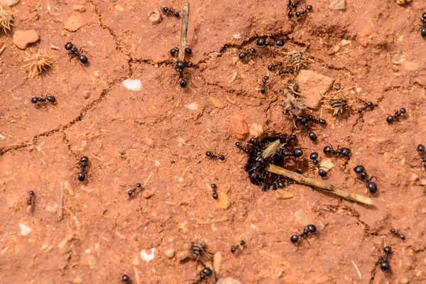 Schwarze Ameisen auf dem Boden — Stockfoto