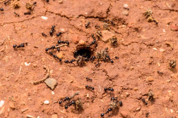 Black ants on the ground — Stock Photo, Image