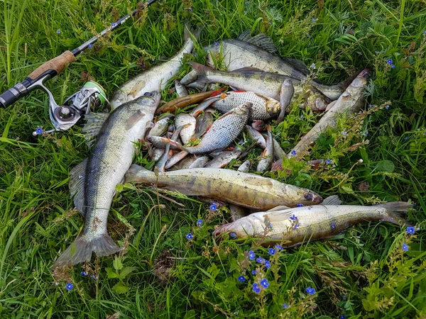 Fisk fånga på gräset — Stockfoto