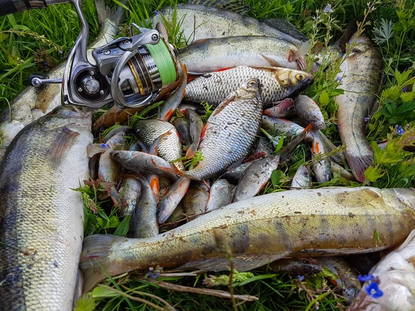 Fisk fånga på gräset — Stockfoto