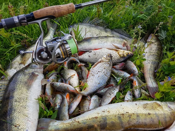 Prises de poissons sur l'herbe — Photo