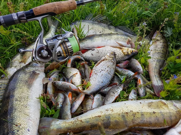 Fischfang im Gras — Stockfoto