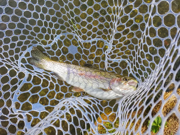 Rainbow trout in a landing net — Stock Photo, Image