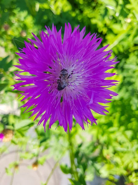 蜂 pollinates 花ヤグルマギク — ストック写真