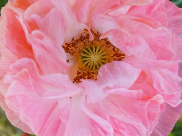 Grote papavers in de tuin close-up — Stockfoto