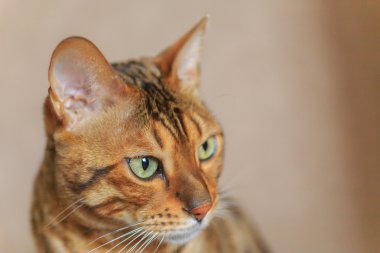 Güzel kedi yakın çekim. Bengal doğurmak